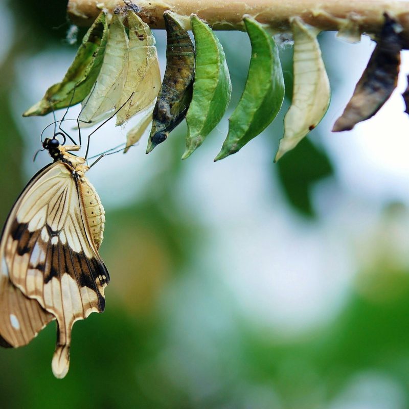 Detailed image of a butterfly emerging from cocoons, showcasing transformation and nature's beauty.
