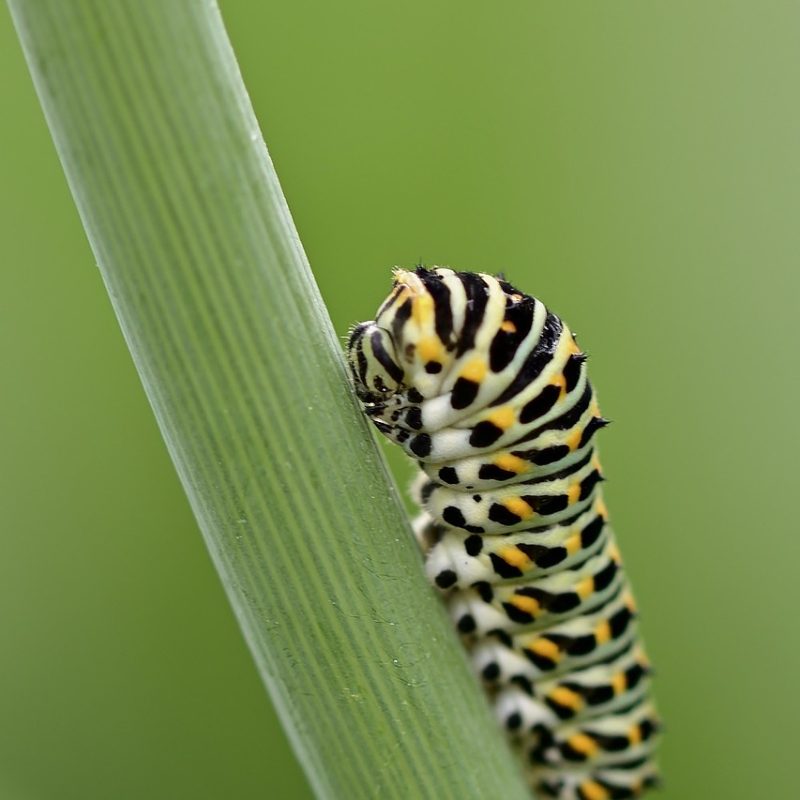 caterpillar, dovetail, butterfly, garden, summer, nature, caterpillar, butterfly, butterfly, butterfly, butterfly, butterfly, summer, summer